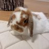 ゆきのこ's profile picture