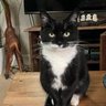 steve@meridiancats.co.uk 的头像