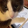 sefica podzemlja's profile picture