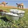 المطيري Abo ghazi profil fotoğrafı