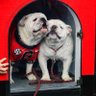 DAWGmom🐾❤️🖤🐾's profile picture