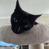 Profilbild von mangotango