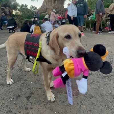 noodlethepupper's profile picture