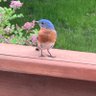 Julie Spike profil fotoğrafı