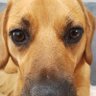 Barney profil fotoğrafı