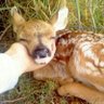 deer hoe profil fotoğrafı