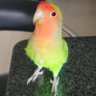 CatireCriollo's profile picture