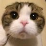 Profilbild von 視聴者