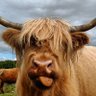 HighlandGNU 的头像