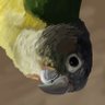 Profilbild von Aberrantologist
