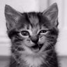 KittyCaffeinato's profile picture