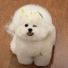 tongsama's profile picture