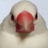 Profilbild von たこしお93