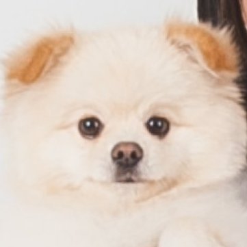 두부's profile picture