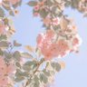 い ︎︎︎︎𓂃♡。゚ 的头像