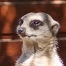 filibertoreal's profile picture