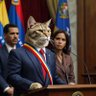 Aristógato 13 的头像