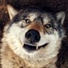 Profilbild von Fauna Fran