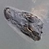 Hater Gator's profile picture