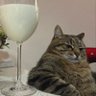 Profilbild von gezgin