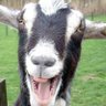RodeoGoat's profile picture