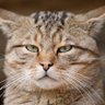 Profilbild von askor666