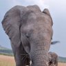 nyaks profil fotoğrafı