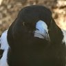bakedmagpie's profile picture