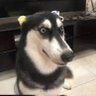 Béo 的头像