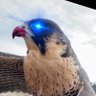 Maine Falconry's profile picture