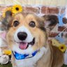 ゆか 的头像