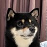 ハッサン's profile picture