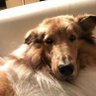 Dylan 的头像