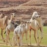بن نجوان's profile picture