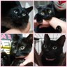 🐱ジャックとエルドラドとジェイルとルナ🐱yoma🐱魔暦27年聖飢魔II地球デビュー40th🐱 profil fotoğrafı