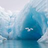 From the Arctic 的头像