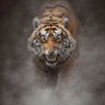 Фото профиля Ra'ad