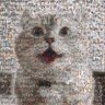 fatefate's profile picture
