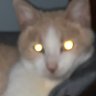 Prorunga's profile picture