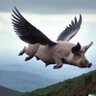 Bholoja's profile picture