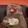 Moneky's profile picture