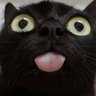 Фото профиля The Black Cat