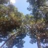 Safiye profil fotoğrafı