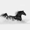 Horse's profile picture