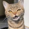 Disgust's profile picture