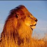 Фото профиля The Lion Critic