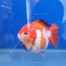 Gold fish 💅🏻 profil fotoğrafı