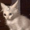 Sangre Joven's profile picture