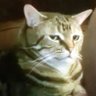 Profilbild von EroLeoAnd