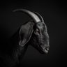 Ghost's profile picture